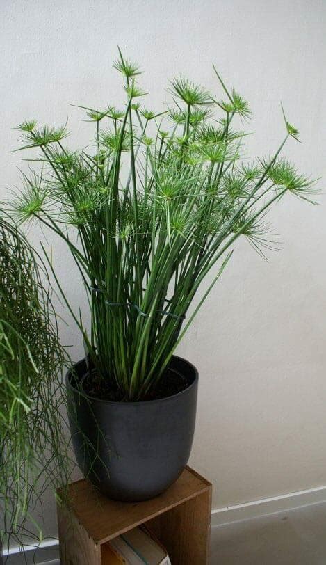 Umbrella Grass (Cyperus alternifolius / Papyrus) Guide | Our House Plants