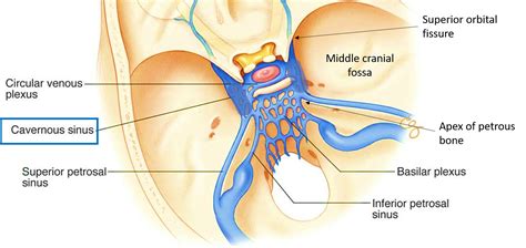 Cavernous Sinus – Anatomy QA