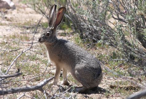 Black-tailed Jackrabbit, Lepus californicus