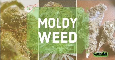 Smoking Moldy Weed - Symptoms, Smell, Detection, and Prevention