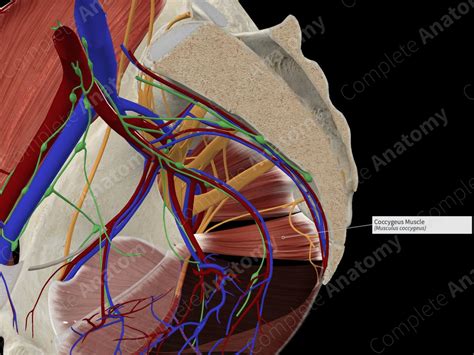 Coccygeus Muscle | Complete Anatomy