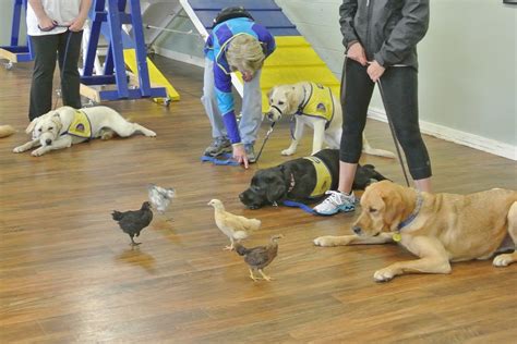 Dog Training - Behavior - Finding Efficient Dog Training Supplies