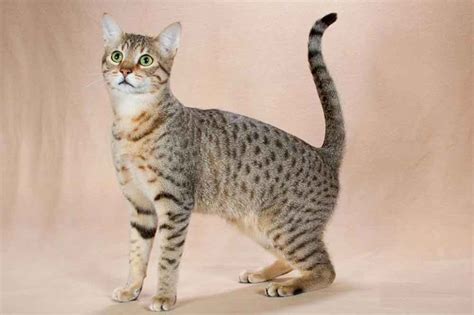 Egyptian Mau | Cat Breed Information & Facts – Pictures | Pets Feed