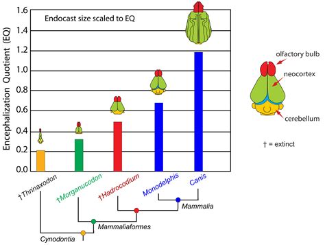 Mammals First Evolved Big Brains for Better Sense of Smell | Jackson School of Geosciences | The ...