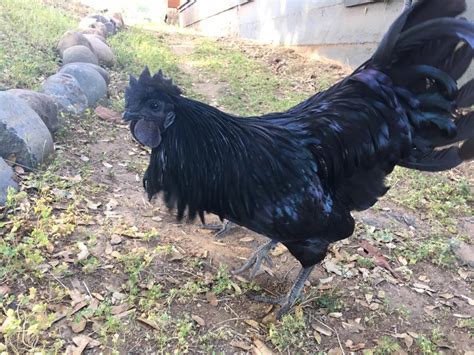 34537181_2045470715495091_6562629252838064128_n – Ayam Cemani Breeders ...