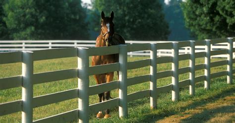 A Definitive Guide to Horse Paddocks