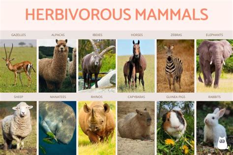 Herbivorous Mammals Definition And Types With Examples, 53% OFF