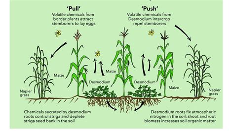 Desmodium legume cover crop? Is it the solution to food insecurity in Africa?