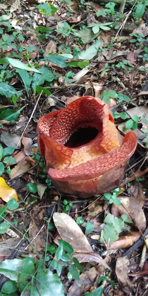 Pertama Kali Terjadi, Rafflesia arnoldi R.Br Mekar di Luar Habitatnya - Sonora Bali Official