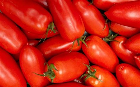 San Marzano tomato 🍅 🌱 Discover the rich flavors and history of this Italian treasure