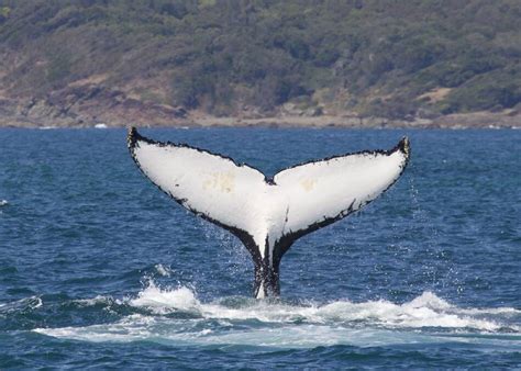 Whale watching in the Port Macquarie-Hastings and the NSW Mid North Coast | photos | Bay Post ...