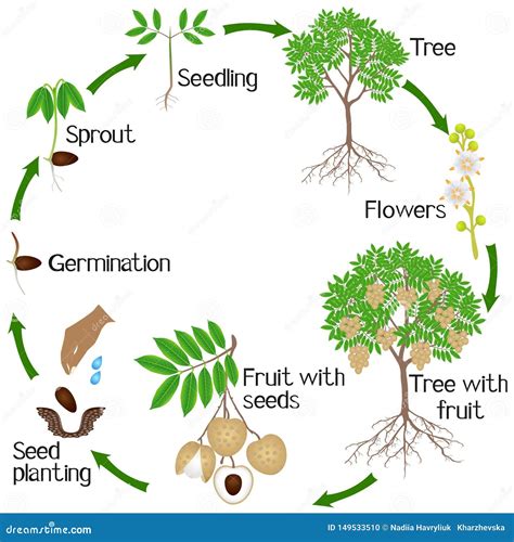 A Growth Cycle of a Longan Tree on a White Background. Stock Vector - Illustration of diagram ...