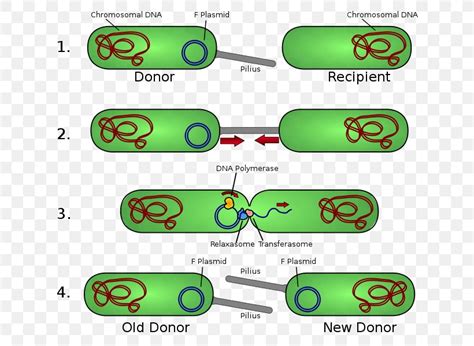 Bacterial Conjugation Pilus Plasmid Fertility Factor, PNG, 658x599px ...