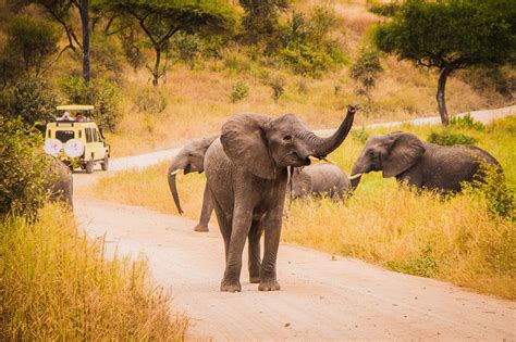 Five Things to Consider Before Planning Your SA Safari | Discover Africa