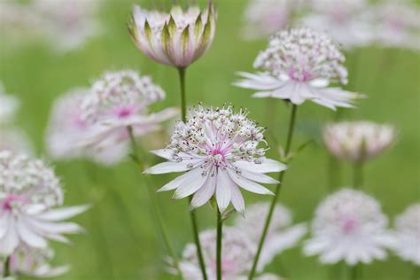 How to collect seeds from Astrantia | Livingetc