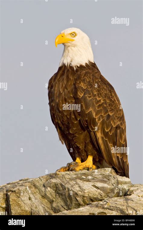 Bald Eagle (Haliaeetus leucocephalus) perched on a rock in Victoria, BC, Canada Stock Photo - Alamy