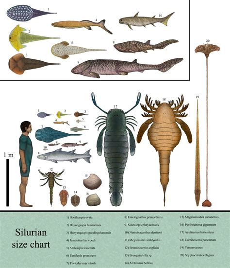 History size chart: Silurian by Dragonthunders on DeviantArt