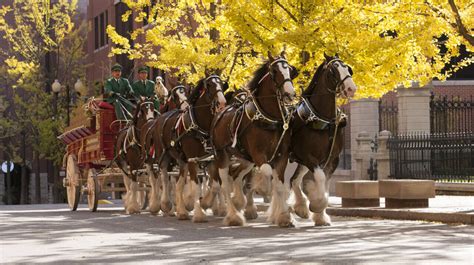 Watch a preview of the Budweiser Clydesdales' new Super Bowl commercial