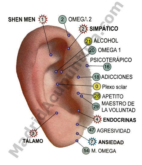 10 mejores imágenes de auriculoterapia | Auriculoterapia para adelgazar ...