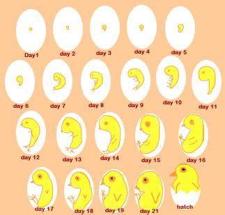 Chicken Egg Anatomy - Information & Facts On Eggs