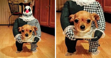 89 Terrifyingly Pawsome Halloween Costumes For Dogs | Bored Panda