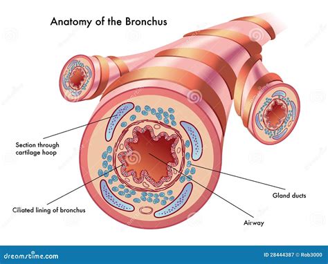 Anatomy of the bronchus stock vector. Illustration of cartilaginous - 28444387