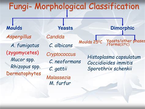 Classification Of Fungi Flowchart