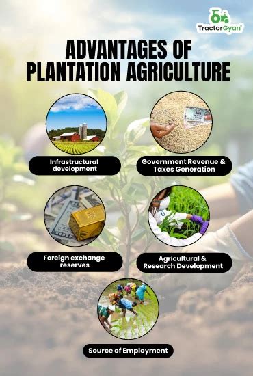 Plantation Agriculture: Advantages & Disadvantages (tg967)