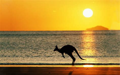 HD wallpaper: kangaroos, beach, Australia, Sun, sky, animals, red kangaroo | Wallpaper Flare