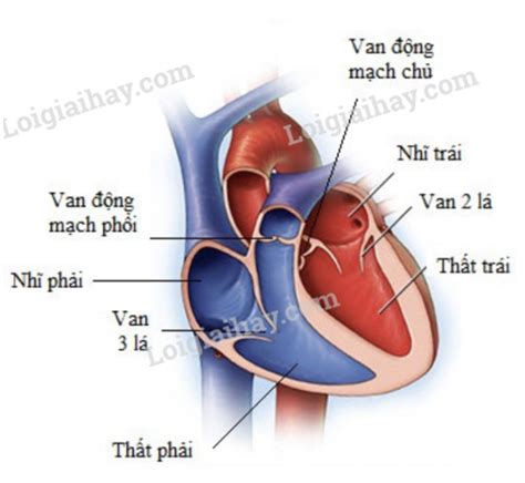 Cấu tạo của tim - Hoạt động của tim