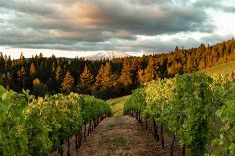 The best Hood River wineries in Oregon’s Columbia River Gorge | TouristSecrets