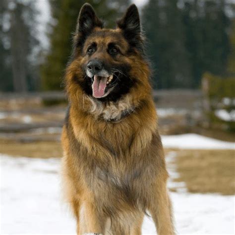 King Shepherd Breed Profile & Information - Pictures & Hybrid Dog Info