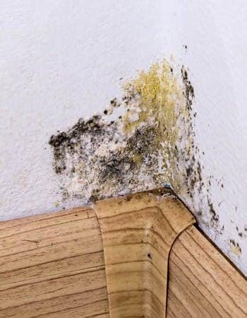 How to Get Rid of Mold Mites & Prevent Mold from Spreading