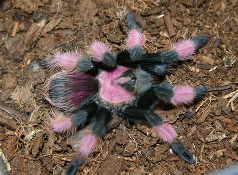 Uncle Tarantula: Mexican Pink Beauty