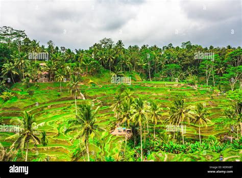 Ubud rice terraces. Bali, Indonesia Stock Photo - Alamy