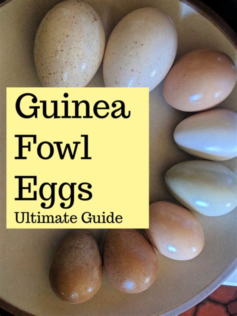 Guinea Fowl: Eggs, Food, Types (Ultimate Guide) ⋆ 101 Homesteading