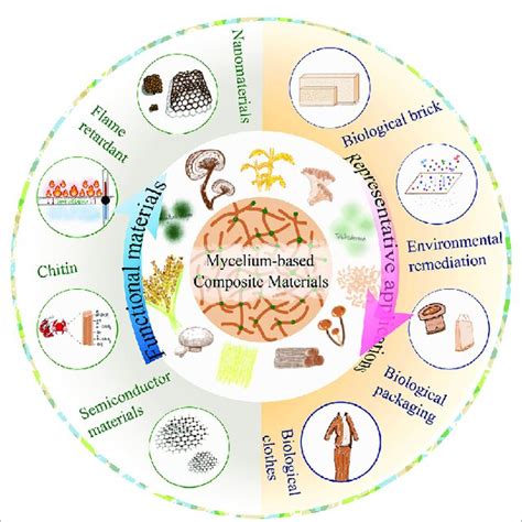 Comprehensive overview of mycelium-based composites (composite... | Download Scientific Diagram