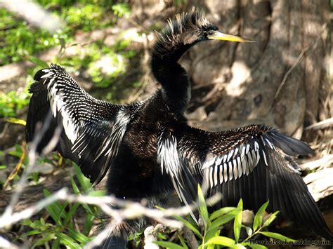 Everglades National Park (Flamingo) - HawkeBackpacking.com