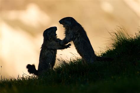 The Alpine Marmot - A Story of Survival