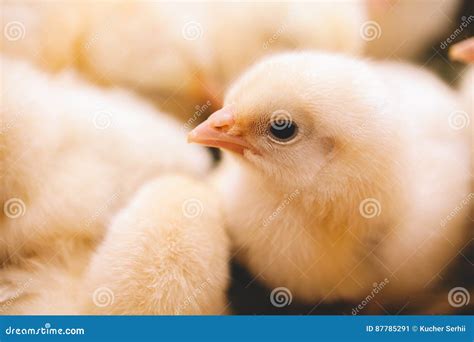 Baby chicken in farm stock image. Image of adorable, group - 87785291