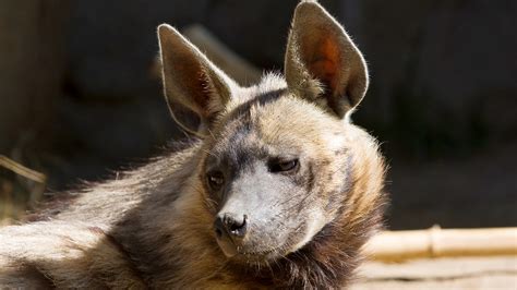 Striped Hyena | San Diego Zoo Animals & Plants