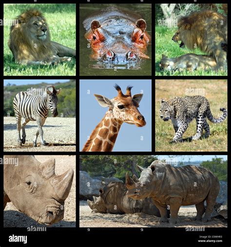 Eight photos mosaic of Africa mammals : lion, hippopotamus, zebra, giraffe, panther, rhinoceros ...