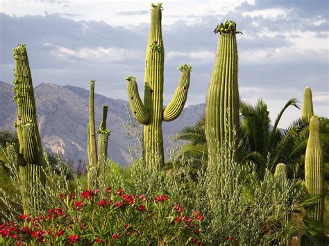 Desert Cactus HD Wallpapers | Desert plants, Cactus, Cactus pictures