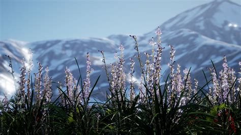 Lavender field with blue sky and mountain cover with snow 6038058 Stock Video at Vecteezy