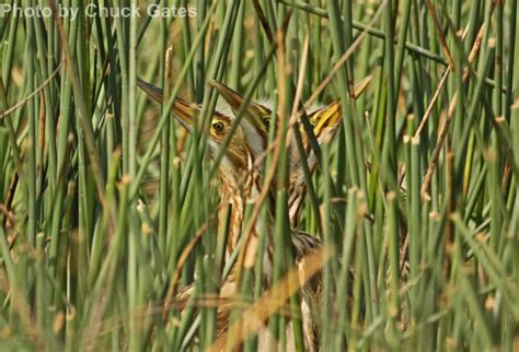 American Bittern - East Cascades Audubon Society