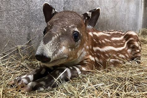 Baird’s Tapir