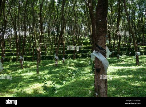 Kottayam rubber plantations hi-res stock photography and images - Alamy