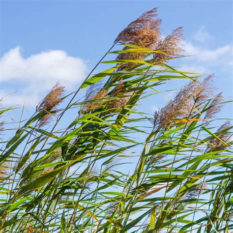 🍀 How to Grow and Care for Common reed