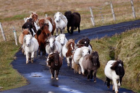 Discover the rugged beauty of the island of Foula in the Shetlands