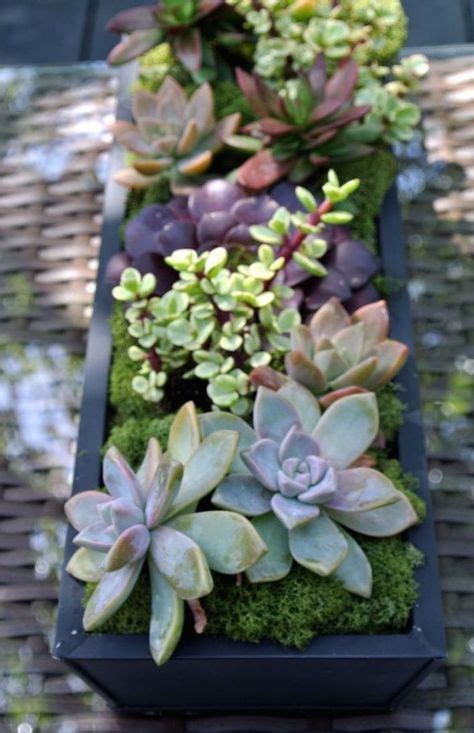 16 Best Sedum arrangements images | Succulents garden, Succulents ...